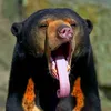 bearlover6967