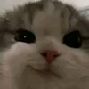 du.chet.con.nha.nguoi.ta