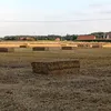 oliven089