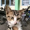 arva_164
