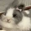 psennnn