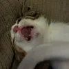 gatoestressado_