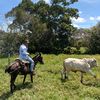 De a Caballo