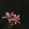 lolo_al133