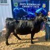 cowshower13