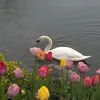sh._1348