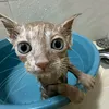 ngkhanhlinh_681