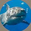 disordedfish