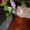 denise.hazlett4