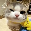 laila_rwar