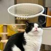 badcatbadcatniauniauniau