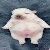 plzwashmybelly