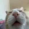 ngoclanchupbachip