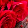 riaz.afridi522