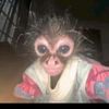 ruan.bongestab2