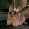 rayan03549