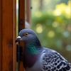 coolbird1235