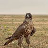 hadealmarri8