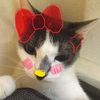 kittyyyyy2132