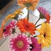 sleepy_flower3