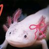 liliyaxolotlcatlover