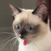 acatcalleddelia