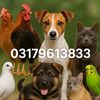 swatbirds5