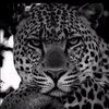 ahmad_harki288