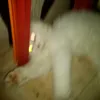 Felixa🙌