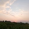 luvsunflower7