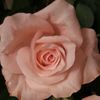 pink71822