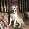 joeydusntsharefood