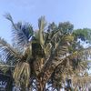 bintang.saputro72