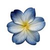 thebluegirl45