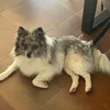 leo_saki938