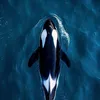 الوصف الإلهي
