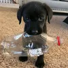pisjdhgghj