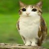 im_a_new_meowl
