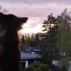 wilfis3