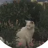 onlylavender8