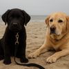 DeweyandBanks