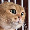 dk.bat.cat