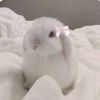 bunny2555_13