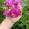 ton.nguyn0024