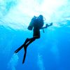 krol_dive
