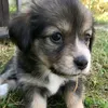 cutiebako