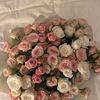 rana_aall7