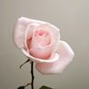 pinky.pinky918