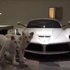 morgan.cars86