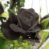 black.noor69